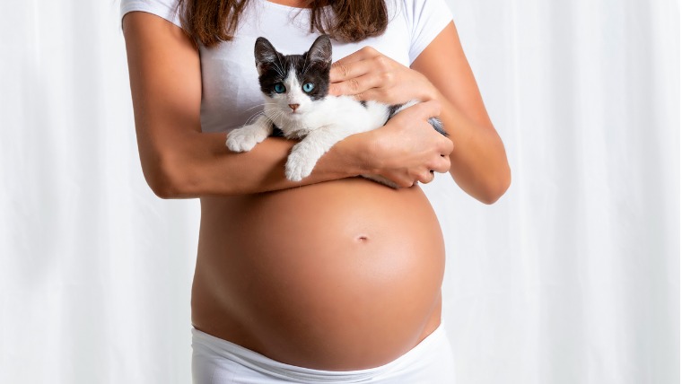 gravidas e gatos