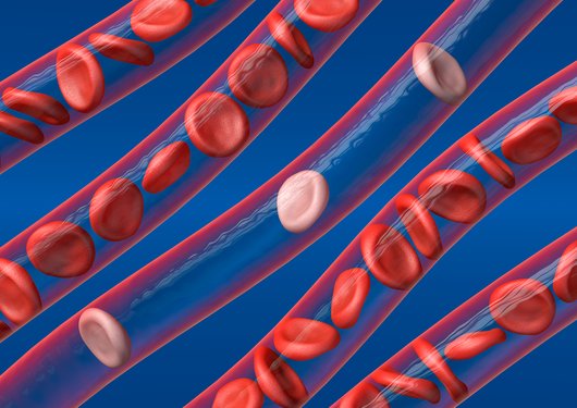 Imagem de glóbulos vermelhos a fluírem através dos vasos sanguíneos, alguns dos glóbulos são mais claros o que representa um quadro de anemia.